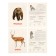 Training cards "Wild animals"
