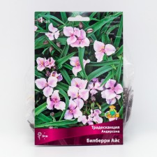 Anderson's tradescantia 