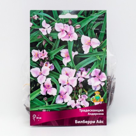 Anderson's tradescantia "Bilberry Ice", 1 pc, rr I, spring 2025