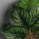 Bonsai in the pot "Calatei indoor" 31x10 cm, green