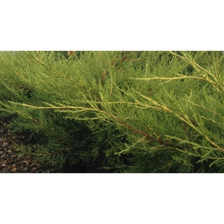 Juniper Chinese "Kurivao Gold", P9, 1pc, h 3-20 cm, summer 2024