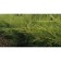 Juniper Chinese "Kurivao Gold", P9, 1pc, h 3-20 cm, summer 2024