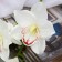 Artificial flowers "Amabilis orchid" 90 cm, white