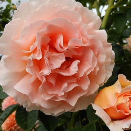 Seedling rose Polka, climbing, pot 2 l., Summer 2024