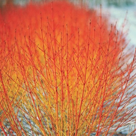 Seedling of a blood-red wood "Winter Beauty", P9 pot, summer 2024