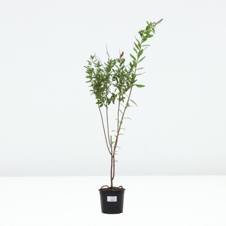 Billard spirea, pot C2, 1 pc, summer 2024-2