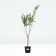 Billard spirea, pot C2, 1 pc, summer 2024