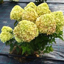 Saphenet Hydrangea Smiling 