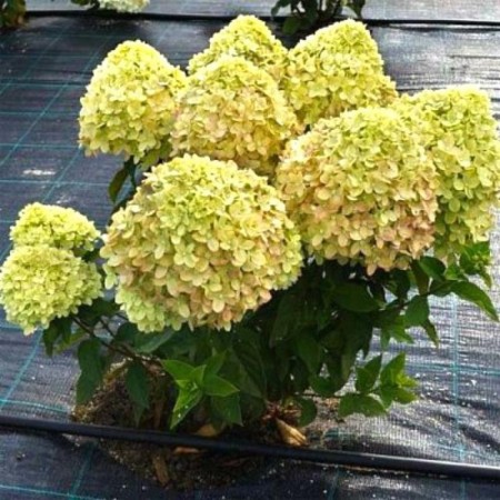 Saphenet Hydrangea Smiling "Little Passion", pot C1.5, summer 2024