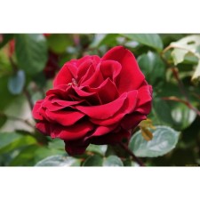 Cavalle Rosa seedling, pot of C4, summer 2024