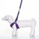The ammunition set is soft, reflective, leash 120 x 2 cm, Osh 25-72 cm, purple