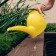 Watering can, 3 l, without diffuser, color mix