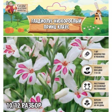 Gladiolus stunted "Prince Klaus", rr 10+, 7 pcs, spring 2024