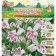 Gladiolus stunted "Prince Klaus", rr 10+, 7 pcs, spring 2024