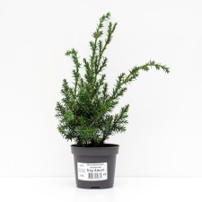 Chinese juniper 