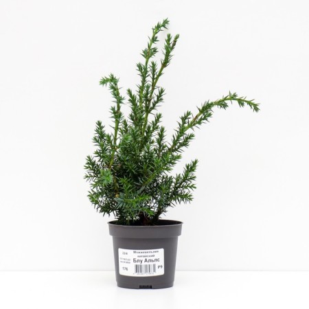 Chinese juniper "Blue Alps", P9, 1pc, h 3-20 cm, spring 2024