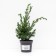 Chinese juniper "Blue Alps", P9, 1pc, h 3-20 cm, spring 2024