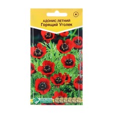 Flower seeds Adonis Summer 