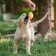 A toy for dogs "carrot" with a squeak, 18 cm, orange