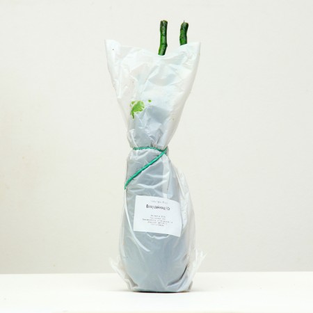 Seedling rose Tea-Hibride Harlou Diamond, 1 pc, spring 2024-3