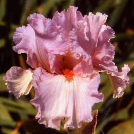Iris bearded Blashing Pink, c2 pot, 1 pc, summer 2024