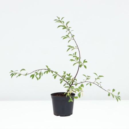 Stepnaya flame cherry, pot C3, 1 pc, summer 2024-1