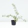 Stepnaya flame cherry, pot C3, 1 pc, summer 2024