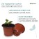 Pot for seedlings, 500 ml, d = 10 cm, h = 8 cm, terracotta, Greengo
