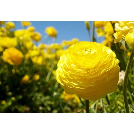 Ranunkulus Lutik Yellou, rr 7/8, 3 pcs, economy, autumn 2024