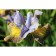 Iris Siberian Ankorkt, Rr. I, 1 pc, spring 2024