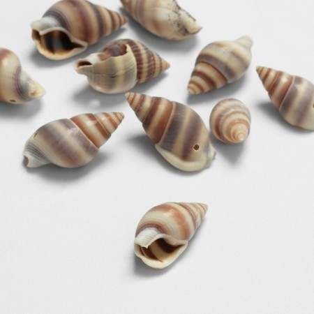 Beads "shell" 2 × 1 cm, curl, set 10 pcs., Brown color-1