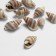 Beads "shell" 2 × 1 cm, curl, set 10 pcs., Brown color