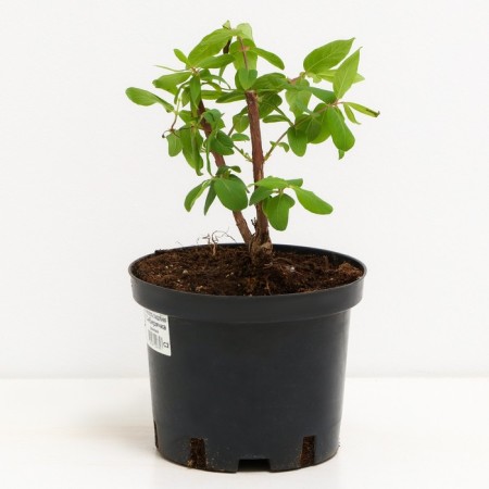 Honeysuckle edible Siberian, C2 pot, H20-40 Height, 1 pc, summer 2024-1
