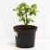 Honeysuckle edible Siberian, C2 pot, H20-40 Height, 1 pc, summer 2024