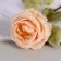 Artificial flowers "silk rose" d-10 cm 45 cm, cream
