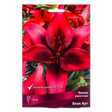 Lilia Asian Black Out, 14/16 rr, 2 pcs. 125 h (cm), autumn 2024