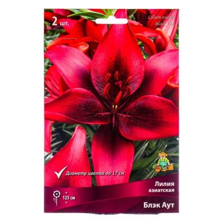 Lilia Asian Black Out, 14/16 rr, 2 pcs. 125 h (cm), autumn 2024