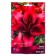 Lilia Asian Black Out, 14/16 rr, 2 pcs. 125 h (cm), autumn 2024