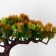 Bonsai in the pot "coniferous tree" 10.5x18 cm mix