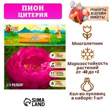 Pion 