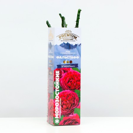 Claimber Rosa Falstuff Rosa, Plesy, 1 pc, spring 2024-1