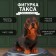 Figure "Dachshund" height 17.5 cm, width 10 cm, length 23 cm
