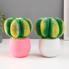 Growing gift Eco -Zhizhivchik 