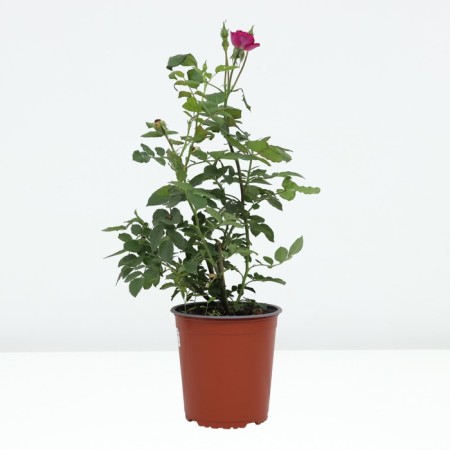 Rose Floribunda Mr., C3.5 pot, H25-45, 1 pc, summer 2024-1