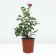 Rose Floribunda Mr., C3.5 pot, H25-45, 1 pc, summer 2024