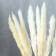 Sukhotzet "reed" set 15 pcs, beige color
