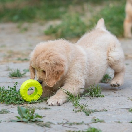 Chewing toy for dogs "Tire" 9 cm, light green-4