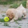 Chewing toy for dogs "Tire" 9 cm, light green