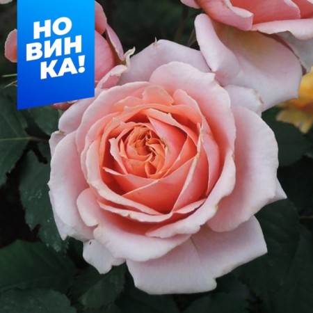 Rosa Shrab Paul Bokuz