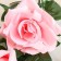 Artificial flowers "watercolor rose" 75 cm, pink